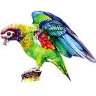 Macaw / S